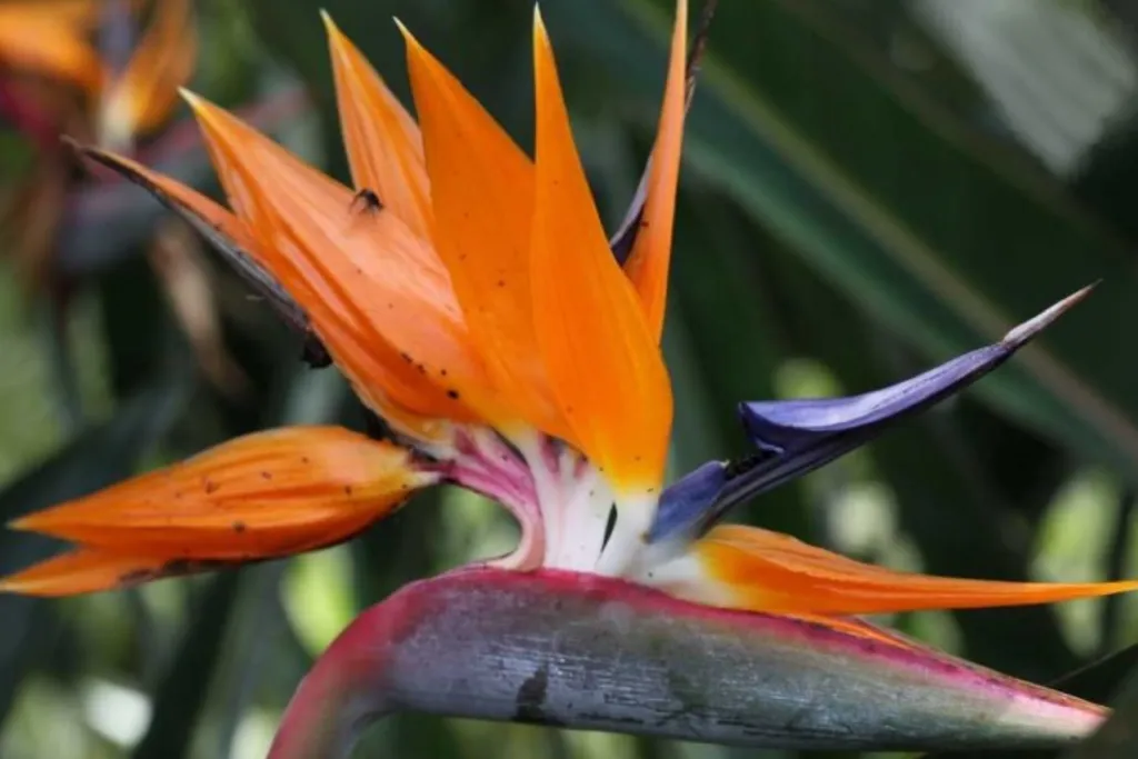 Day 8: Kauai – The Garden Isle, 80 km
