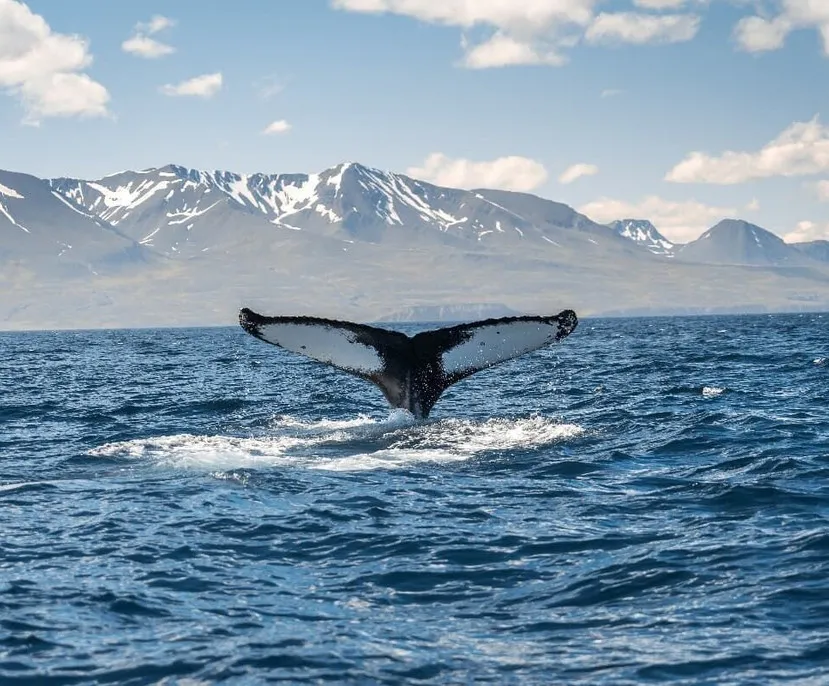 Motorradreise Island: Abenteuer im Nordosten
