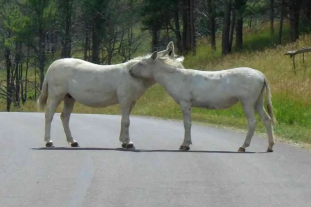 Day 3: Colorado – Wyoming