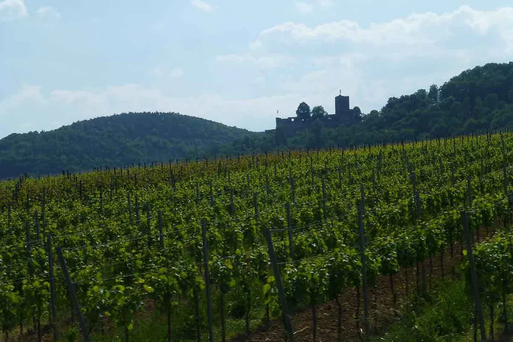 Tag 5: Heimreise durch die Pfalz
