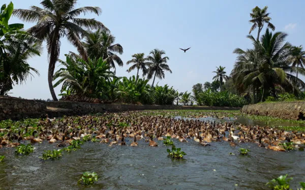 Motorradreise Südindien: Motorradtour Kerala & Goa