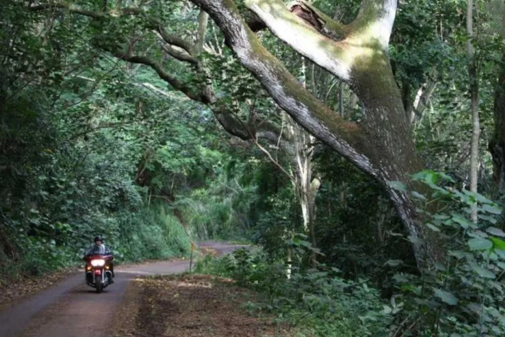 Day 14: Road to Hana, 280 km