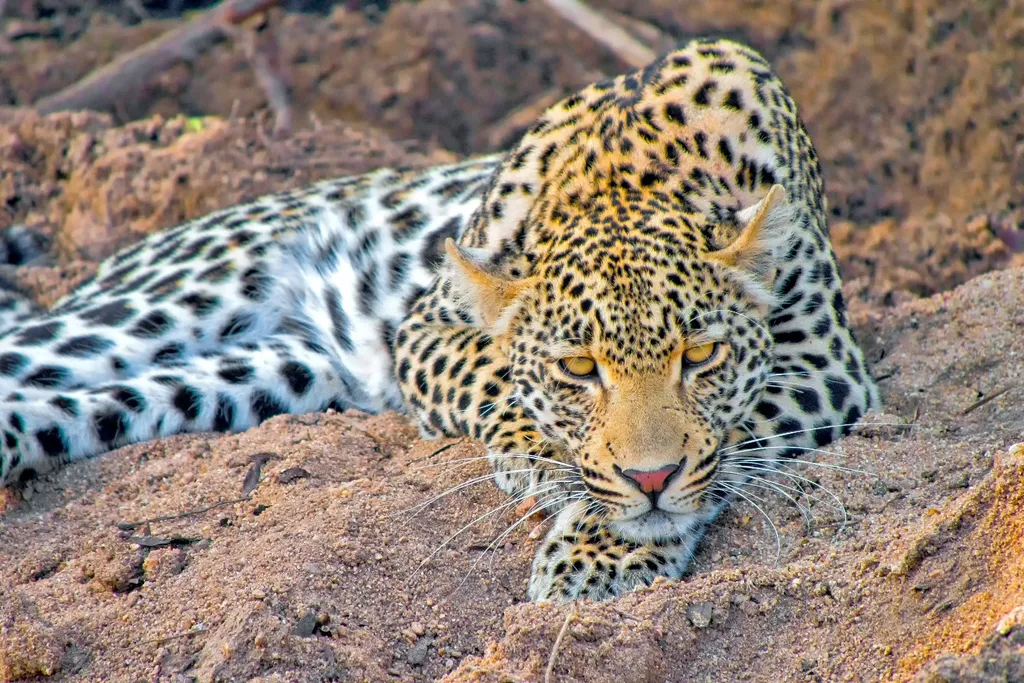 Tag 4: Krüger-Nationalpark – Safari-Tag