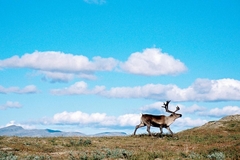 Motorcycle Tour: North Cape, Four countries in one tour!