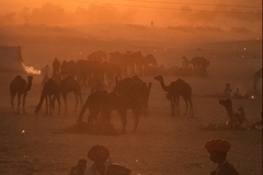 Motorradreise / Tour: Royal Enfield Motorradtour durch Rajasthan, Indien